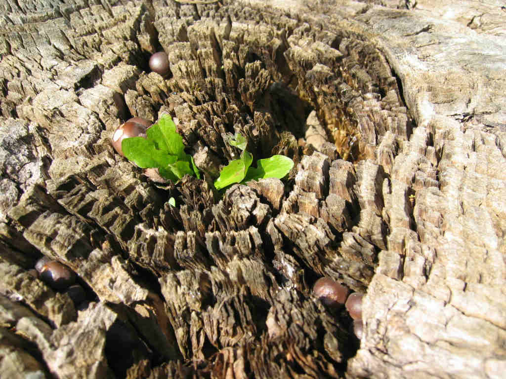 I Funghi primaverili: Agrocybe aegerita
